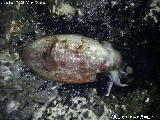 ���ߥ���