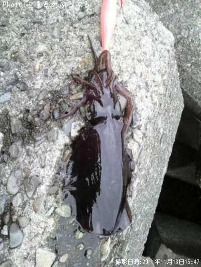 �����ꥤ��