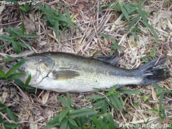 �֥�å��Х�