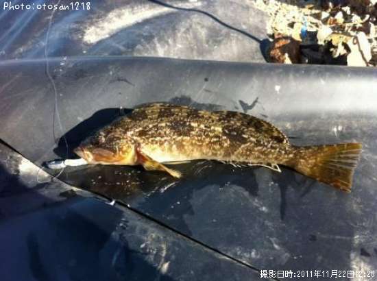 �����ʥ�