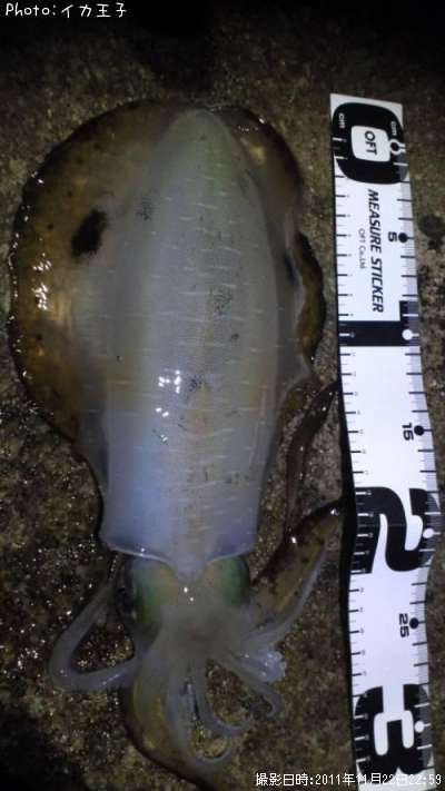 �����ꥤ��