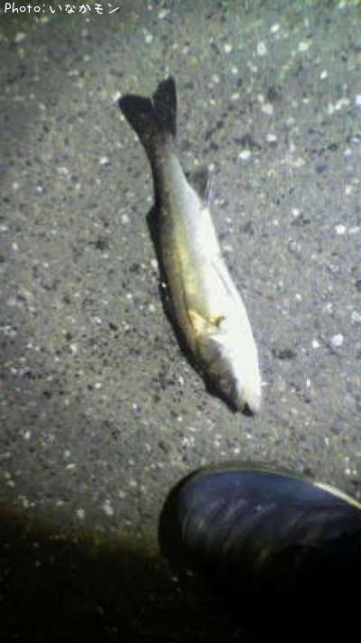 �����Х�