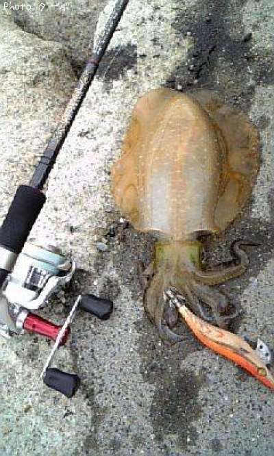 �����ꥤ��