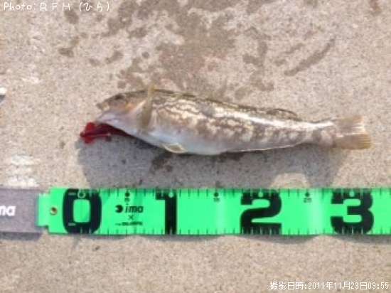 �����ʥ�