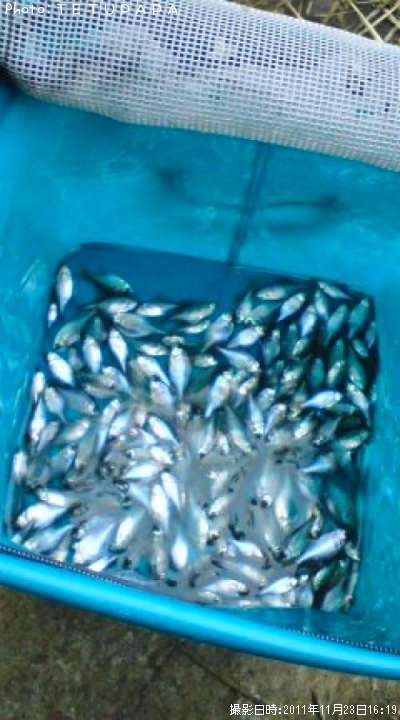 ��Φ�Х饿�ʥ�