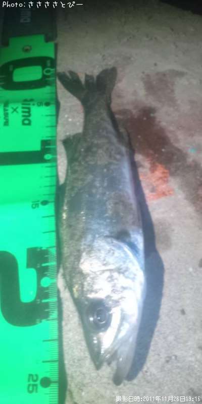 �����Х�