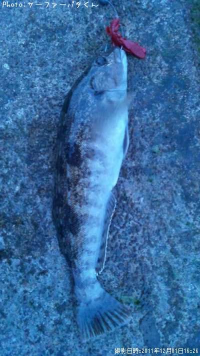 �����ʥ�