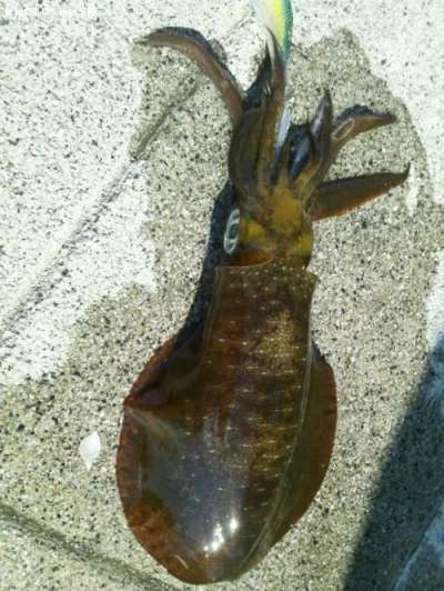 �����ꥤ��