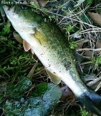 �֥�å��Х�