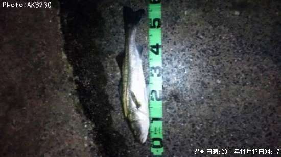 �����Х�