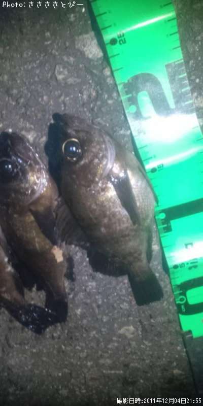 ���ꥢ��Х�