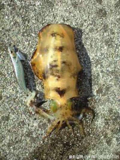 �����ꥤ��