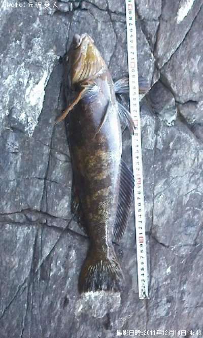 �����ʥ�