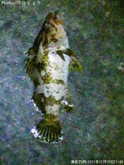 �٥å�������