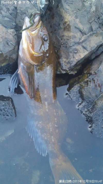 �����ʥ�