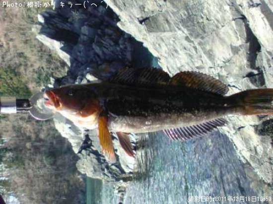 �����ʥ�