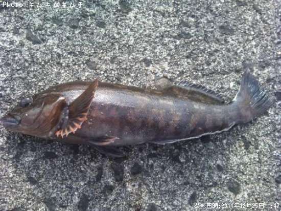 �����ʥ�