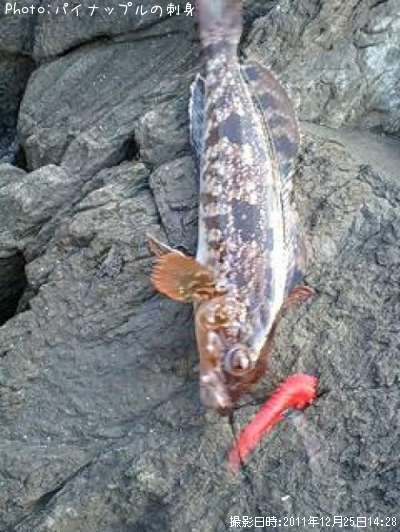 �����ʥ�