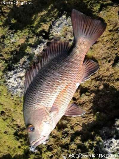 ���ޥե�����