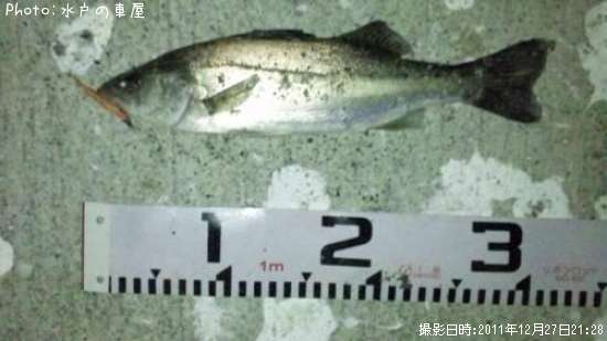 �����Х�