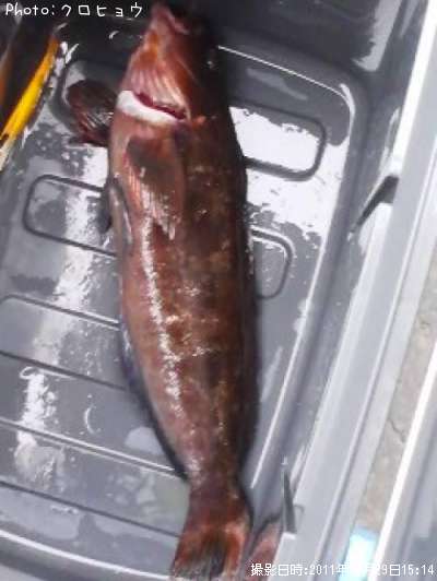 �����ʥ�