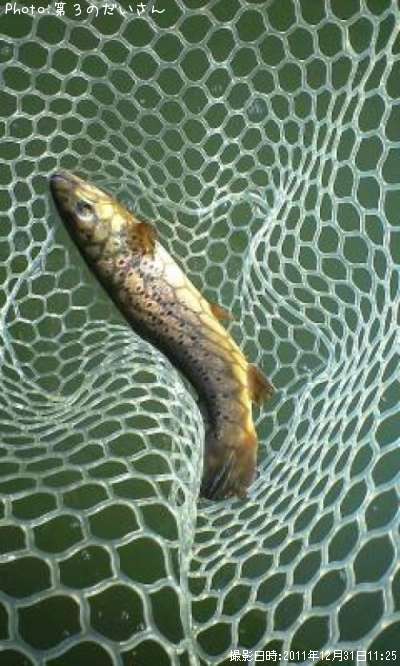 �֥饦��ȥ饦��