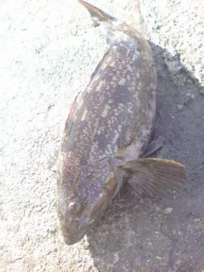 �����ʥ�