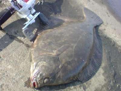 �������쥤