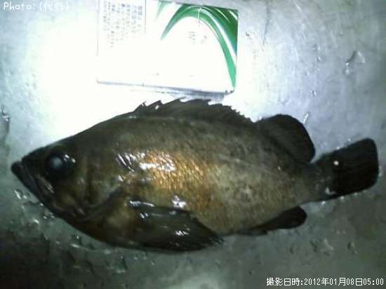 ������Х�