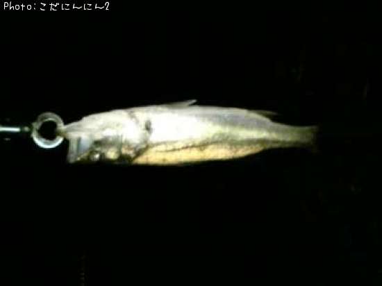 �����Х�