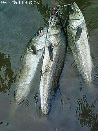 �����Х�