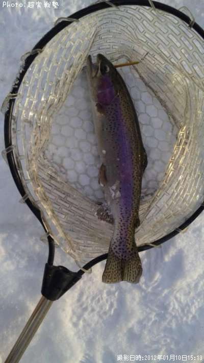 �쥤��ܡ��ȥ饦��