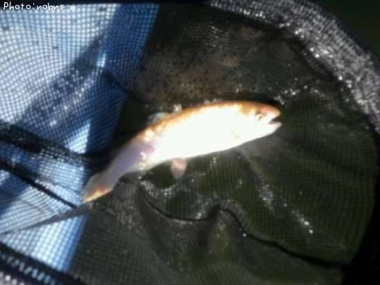 �쥤��ܡ��ȥ饦�ȡʥ���ӥΡ�