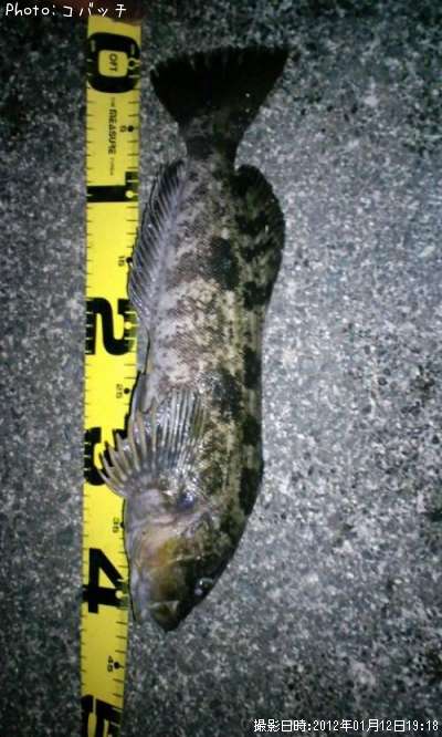 �����ʥ�