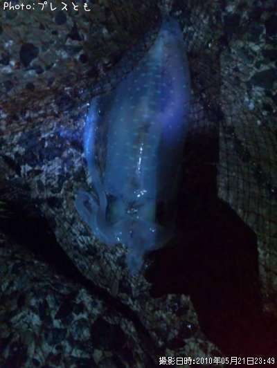 �����ꥤ��