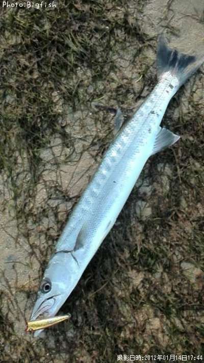 ���˥��ޥ�