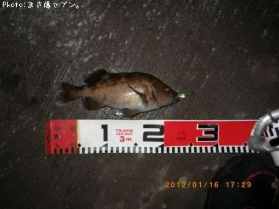 ������Х�