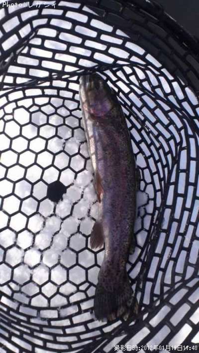 �쥤��ܡ��ȥ饦��