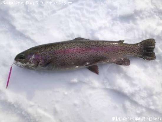 �쥤��ܡ��ȥ饦��