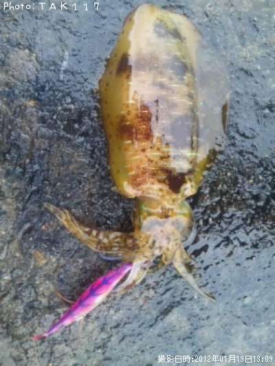 �����ꥤ��