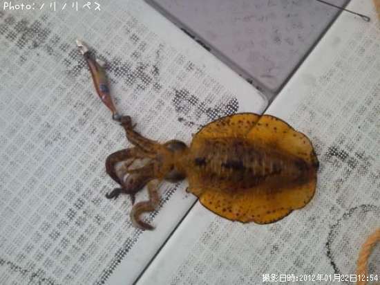 �����ꥤ��