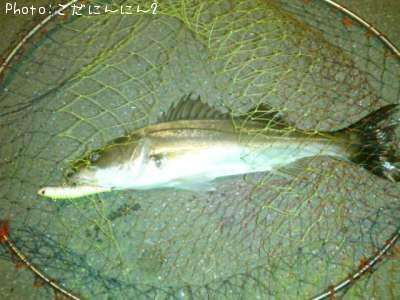 �����Х�