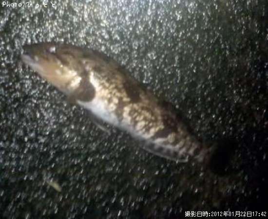 �����ʥ�