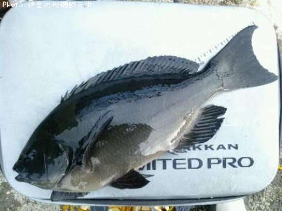 �����᥸��