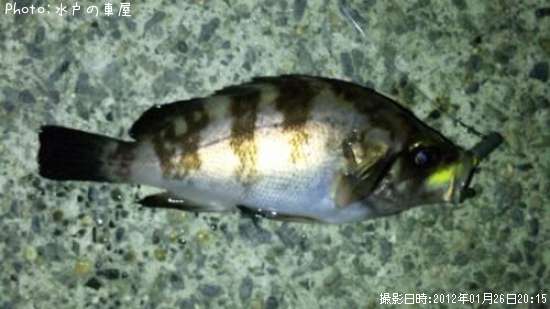 ������Х�