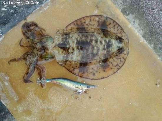 �����ꥤ��