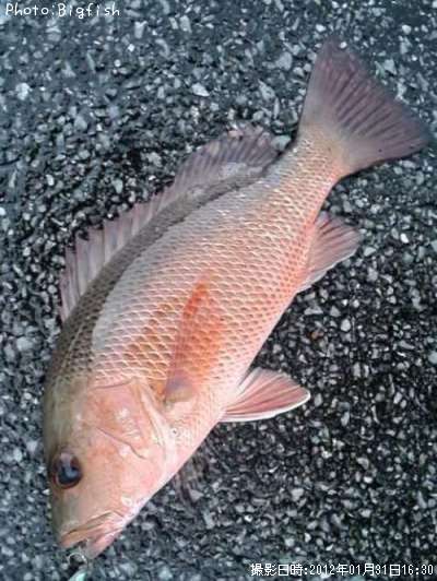 ���ޥե�����