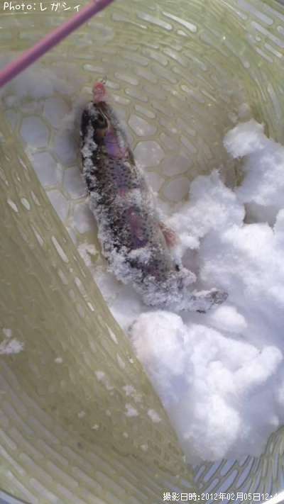 �쥤��ܡ��ȥ饦��