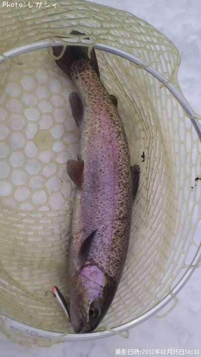 �쥤��ܡ��ȥ饦��