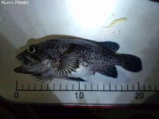 ���ĥͥ�Х�